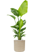 Pot dune cylinder beige