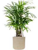 Pot dune cylinder beige