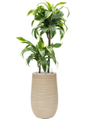 Pot dune partner beige