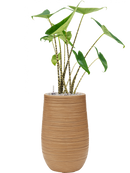 Pot dune partner marron