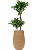 Pot dune partner marron