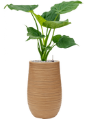 Pot dune partner marron