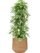 Pot dune darcy marron