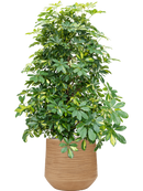 Pot dune darcy marron