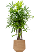 Pot dune darcy marron