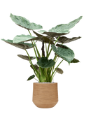 Pot dune darcy marron