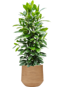 Pot dune darcy marron