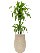 Pot dune partner beige