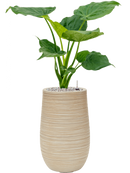 Pot dune partner beige