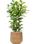 Pot dune darcy marron