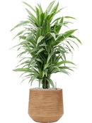 Pot dune darcy marron