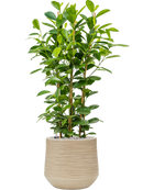 Pot dune darcy beige