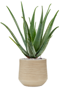 Pot dune darcy beige