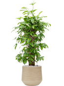 Pot dune darcy beige