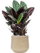 Pot dune darcy beige