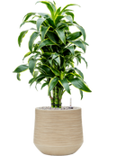 Pot dune darcy beige