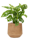 Pot dune darcy marron