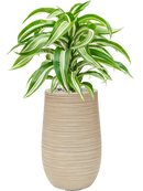 Pot dune partner beige