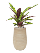 Pot dune partner beige