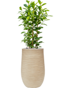Pot dune partner beige