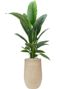 Pot dune partner beige