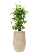 Pot dune partner beige