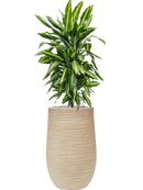 Pot dune partner beige