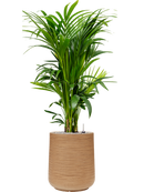 Pot dune darcy marron