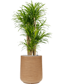 Pot dune darcy marron