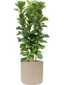 Pot dune cylinder beige