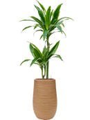 Pot dune partner marron