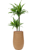 Pot dune partner marron