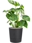 Pot greensense aqua care couple anthracite