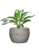 Pot cement bowl grise