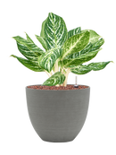 Pot refined couple grise