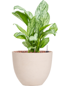 Pot refined couple beige