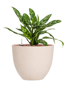 Pot refined couple beige