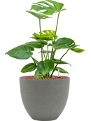 Pot refined couple grise