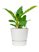 Pot greenville couple blanche