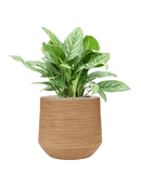 Pot dune darcy marron