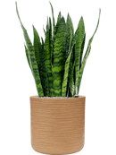 Pot dune cylinder marron