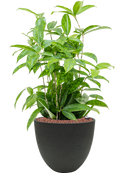 Pot rough couple noire