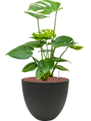 Pot rough couple noire