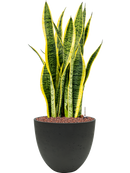 Pot rough couple noire