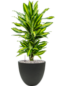 Pot rough couple noire