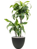 Pot rough couple noire