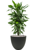 Pot rough couple noire