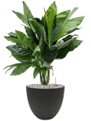 Pot rough couple noire