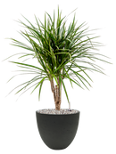 Pot rough couple noire