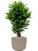 Pot rough couple grise